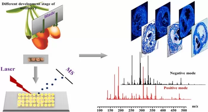 MALDI-MSI was performed to wolfberry fruit at different development stages (Zhao et al., 2021)